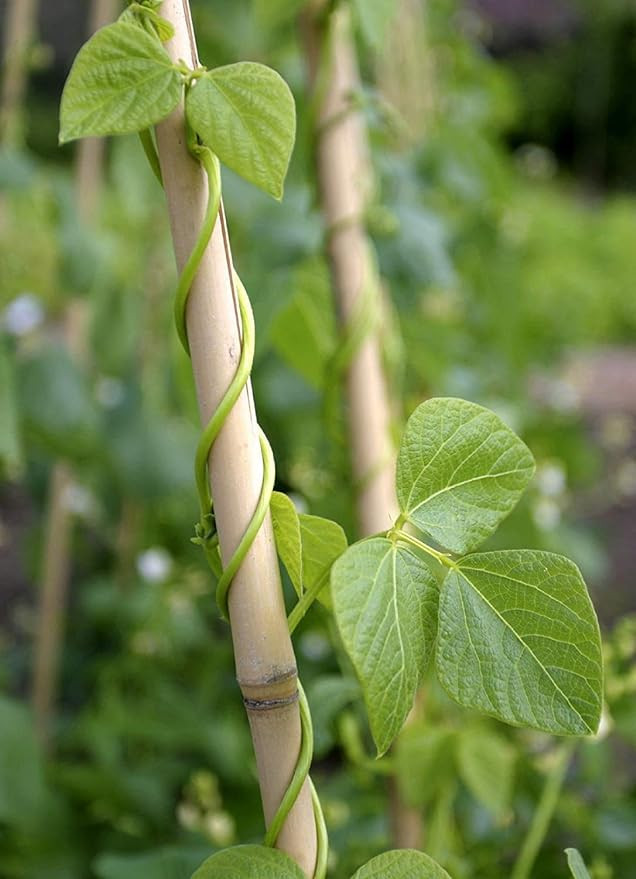Egardenkart® Bamboo Pole/Plant Support Stake Stick Garden Stake (5pcs, 240cm)