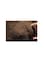Sphagnum Peat Moss Black High Water Retention Organic Soil Enhancer 3kg