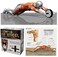 Generic Ab Wheel Roller Abdominal For Home Gym