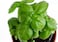 Pack of 3 Basil Seeds