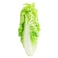 Chinese Cabbage