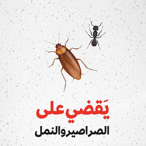 Raid Super-Fast Crawling Insect Killer Spray 300ml