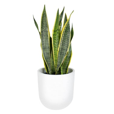Sansevieria Potted Plant 15Cm