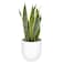 Sansevieria Potted Plant 15Cm