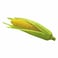 Sweet Corn