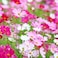Pack of 3 Cosmos and Chrysanthemum Flower Seeds