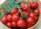 Red Cherry Tomato Seeds   Ref. SB 6236 Brand FITO   Origin Spain + Agricultural Perlite Box (5 LTR.) by GARDENZ
