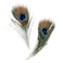 Specialist Crafts  Peacock Feathers  Pack of 10