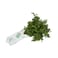 Parsley Bunch