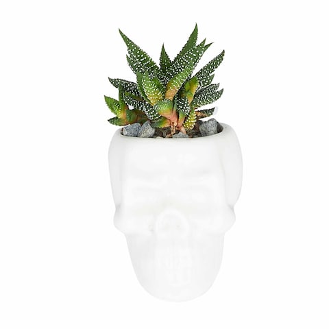 Enable Haworthia in White Skull Face Pot 15X8cm