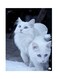 Metal Plate Of Cats Poster Black/White