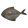 Black Pomfret Fish