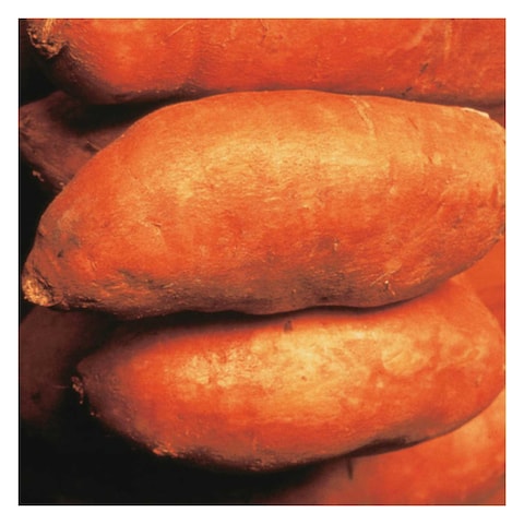 American Sweet Potato