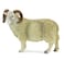 Toy School - Sheep Ram Figurine