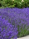 3Pack English Lavender Seeds for Planting Indoors or Outdoors NON GMO Home Garden Seeds With 98% Cleaness, 95% Purity, 85% Germination Rate 10g