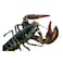 Frozen Lobster