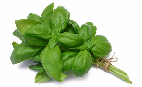 Italian Basil - 100gm