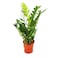 Zamioculcas Zamiifolia 10cm pot 35cm height