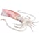 Squid Big