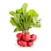Fresh Red Radish Local