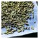 Bart Fennel Seeds 30g