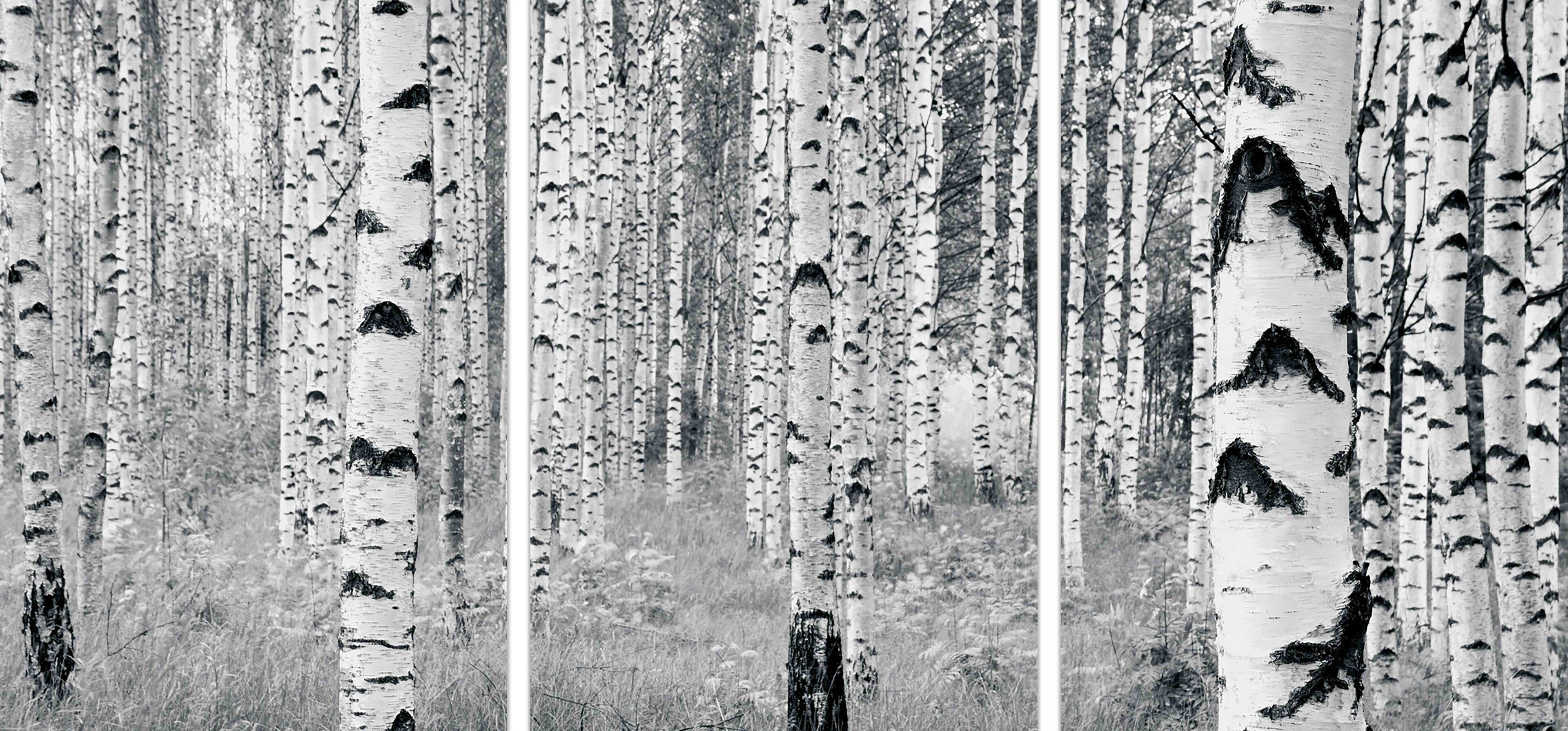 Buy The Wall Art 3-Piece Framed Canvas Birch Tree Forest Black And ...