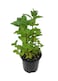 Mint plants or Mentha 20-30 CM   Fresh Plants
