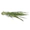 Lemon Grass Premium Pack 50G