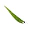Organic Aloe Vera Leaf