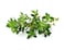 Click and Grow Smart Garden Thyme Plant Pods, 3-Pack