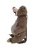 Disney Plush Animal Core Baloo Medium 10 Inch