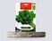 Gardenz Parsley Plants Seeds (Made In Spain) By Agrimaxgroup