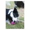 Rogz Gumz Dog Treat Ball Medium 6.4cm Pink