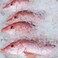 Fresh Red Snapper Whole