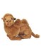Nicotoy Cute Lying Camel Plush Figure 23 X 13cm