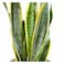 Sansevieria Potted Plant 15Cm