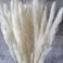 45cm Natural Dried Pampas Grass 30 Pcs for Flower Arrangements Home Decor (White)