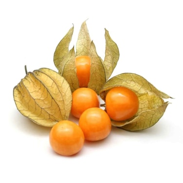 Physalis Columbia Pack