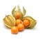 Physalis Columbia Pack