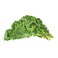 Local Winterbor Kale 120g