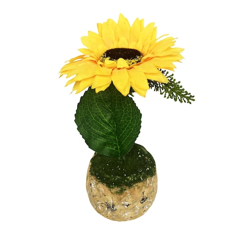 زهرة عباد الشمس