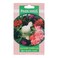 Pride Seeds Balsam Camellia