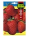 Fito Strawberry Ruby-1697
