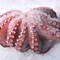 Frozen Octopus