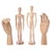 Specialist Crafts  Anatomical Figures Assorted Pack