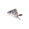 Fish  Salmon Head