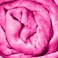 Hotel Linen Klub Single Micro Fleece Flannel Blanket - 260 GSM, Super Plush And Comfy Throw Blanket, Size: 150 x 200cm, Fuschia Pink
