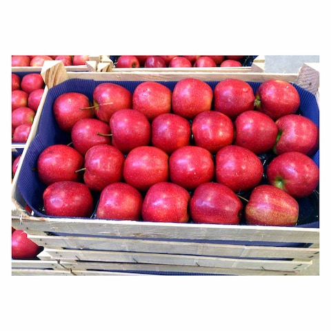 Apple Gala Pack