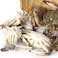 Blue Crab