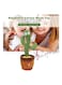 Dancing Plant Cactus Plush Stuffed Toy With Music